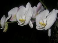 1 - Orchid - Photo