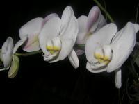 Orchid - Photo Photography - By Eleana Mileti, Freelance Photography Artist