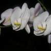 Orchid - Photo Photography - By Eleana Mileti, Freelance Photography Artist