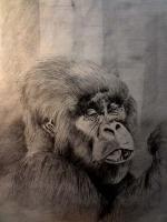Gorilla Portrait - Pencil  Paper Drawings - By Amos Tendo, Realism Drawing Artist