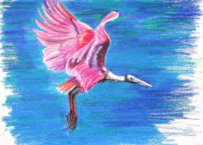 Pastels - Rosette Spoonbill - Oil Pastel