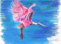 Rosette Spoonbill - Oil Pastel Paintings - By Iryna Ivanova, Realism Painting Artist