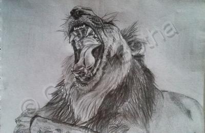 My Art - The Lazy Lion - Graphite Pencil On Paper