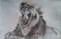 My Art - The Lazy Lion - Graphite Pencil On Paper