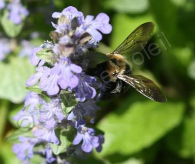 Nature - Bumblebee - Canon Rebel Xti