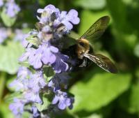 Bumblebee - Canon Rebel Xti Photography - By Solstice Soleil, Nature Photography Artist