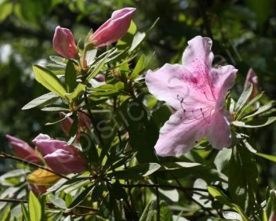 Nature - Pink - Canon Rebel Xti