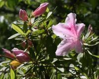Nature - Pink - Canon Rebel Xti