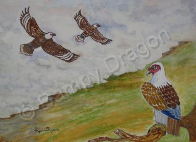 Wild Life - White Crested Falcon - Water Colour