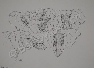 Drawings - Elephant Faces - Pen And Ink