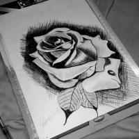 Rose Art - Ballpen Art Drawings - By Prakash Prajapati, Ballpen Art Drawing Artist