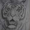 Tiger - Pencil And Paper Drawings - By S Ajayanand, Pencil Work Drawing Artist