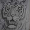 Tiger - Pencil And Paper Drawings - By S Ajayanand, Pencil Work Drawing Artist