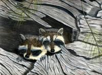 Baby Raccoons - Pastel Paintings - By Jay Johnston, Realism Painting Artist