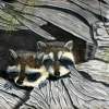 Baby Raccoons - Pastel Paintings - By Jay Johnston, Realism Painting Artist