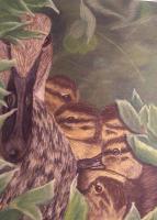 Wildlife - Hide And Protect - Pastel
