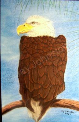 Wildlife - Eagle On Branch - Pastel