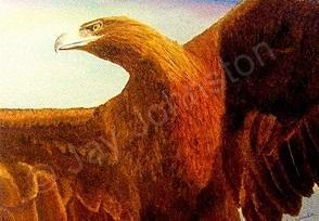 Wildlife - Bird Of Prey - Pastel