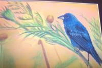 Indigo Bunting - Pastel Paintings - By Jay Johnston, Realism Painting Artist