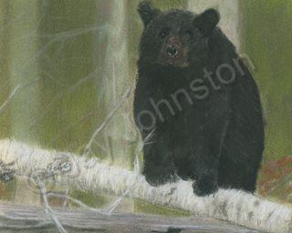 Wildlife - Bear On Birch - Pastel