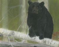 Bear On Birch - Pastel Paintings - By Jay Johnston, Realism Painting Artist