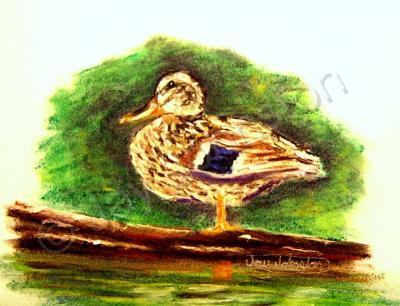 Wildlife - Duck On Log - Pastel