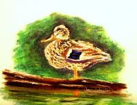 Duck On Log - Pastel Paintings - By Jay Johnston, Realism Painting Artist
