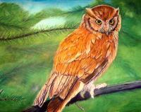 Owl With Pines - Pastel Paintings - By Jay Johnston, Realism Painting Artist