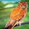 Owl With Pines - Pastel Paintings - By Jay Johnston, Realism Painting Artist