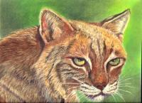 Bobcat - Pastel Paintings - By Jay Johnston, Realism Painting Artist