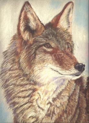 Wildlife - Coyote - Pastel