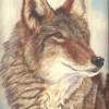 Coyote - Pastel Paintings - By Jay Johnston, Realism Painting Artist