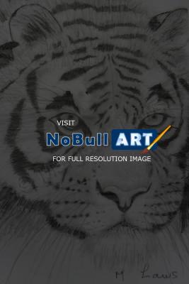 1 - Tiger Portrait - Pencil