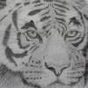 Tiger Portrait - Pencil Drawings - By Margaret Laws, Realism Drawing Artist