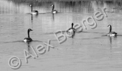 Burgur - Swimming Geese - Photography