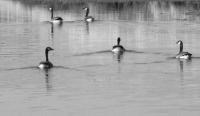 Swimming Geese - Photography Digital - By Alex Boerger, Photography Digital Artist