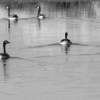 Swimming Geese - Photography Digital - By Alex Boerger, Photography Digital Artist