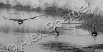 Burgur - Goose In Flight - Photography