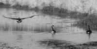 Burgur - Goose In Flight - Photography