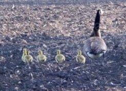 Burgur - Goose With Young - Photography