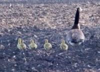 Burgur - Goose With Young - Photography