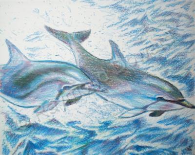 Color Pencil Drawings - Dolphin Study - Color Pencil