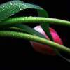 Single Tulip - Digital Photography - By Victoria Kirichenko, Nature Photography Artist