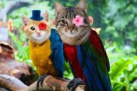 Photoshop - Photoshop 1 - Parrot Cat - Photoshop