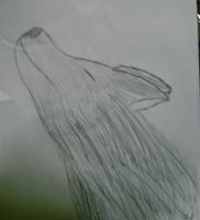 Drawings - Wolf - Pencil And Paper