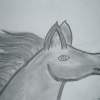 Charcoal Horse - Charcoal Drawings - By Nicole Larson, Fanstasy Drawing Artist