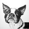 Boston Terrier - Pen And Ink Drawings - By Enid Barnes, Pointillism Drawing Artist
