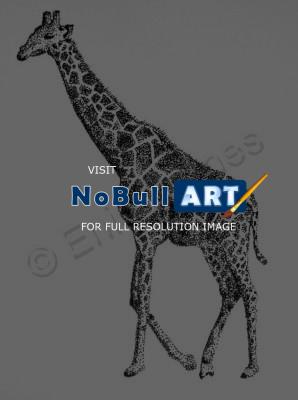 Animals - Giraffe - Pen And Ink