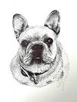 French Bulldog - Pen And Ink Drawings - By Enid Barnes, Pointillism Drawing Artist