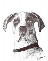 Great Dane - Pen And Ink Drawings - By Enid Barnes, Pointillism Drawing Artist